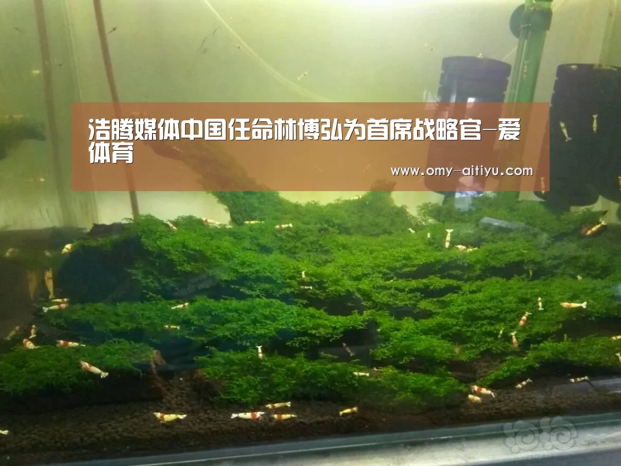 爱体育